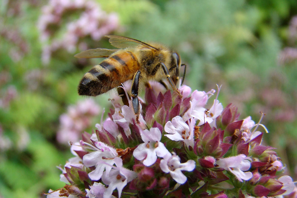 Bienenfreundliche Pflanzen - Thymian
